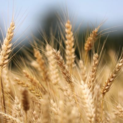  foto: GoranH, Pixabay, 